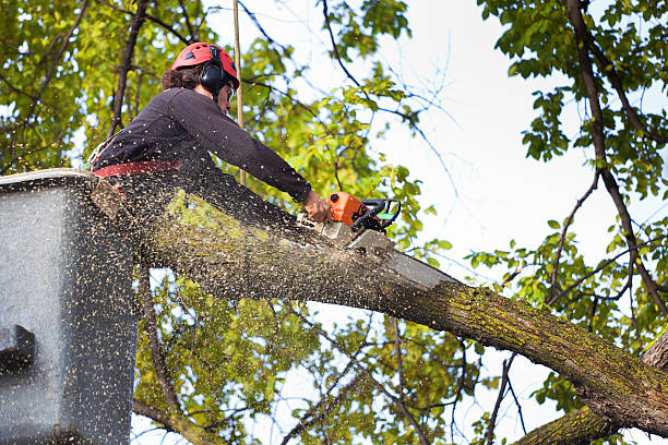 Reliable Madison, NC Tree Service Solutions